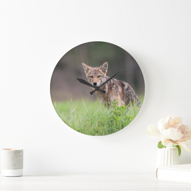 Reloj Redondo Grande Coyote canadiense, fotografía animal (Hogar)