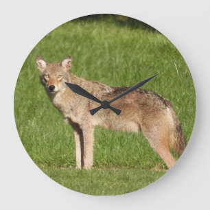Reloj Redondo Grande Coyote close up