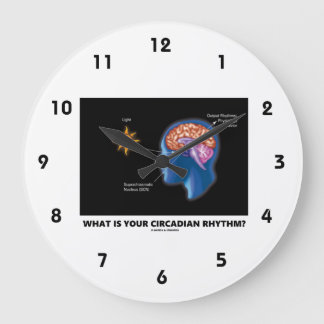 Reloj Redondo Grande ¿Cuál Es Tu Ritmo Circadiano?