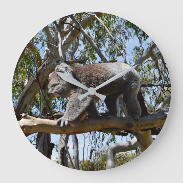 Reloj Redondo Grande Cuidadosamente grande australiano Koala, (Anverso)