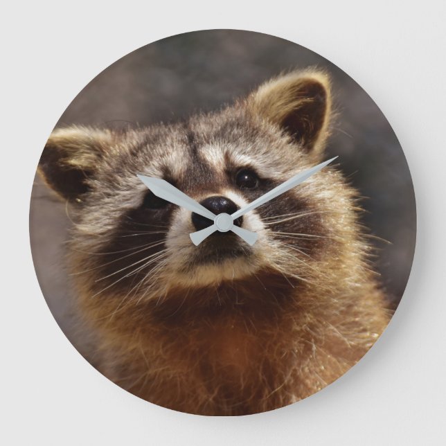 Reloj Redondo Grande Curious Raccoon (Anverso)