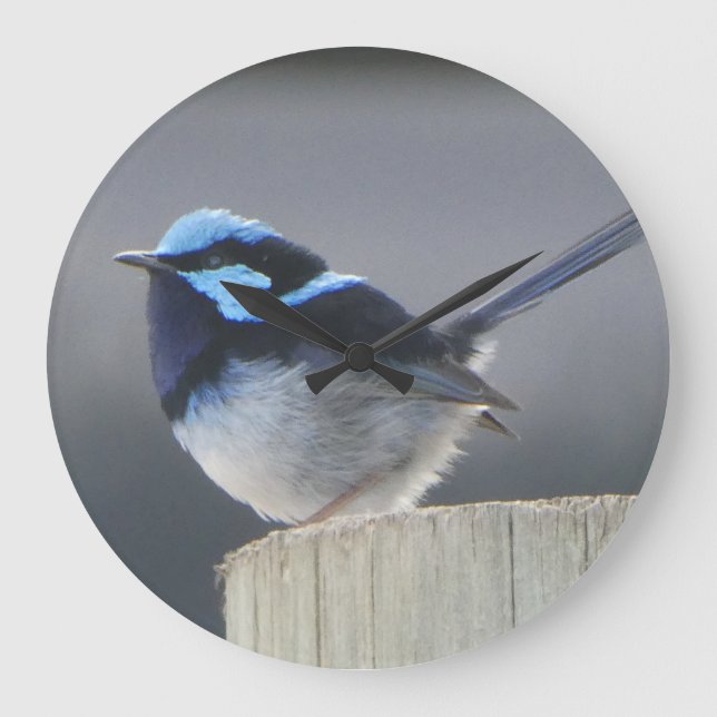 Reloj Redondo Grande Cute Superb Fairywren Wall Clock (Anverso)