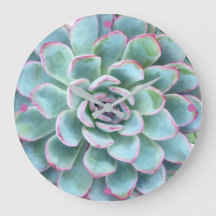 Echeveria exitosa turquesa