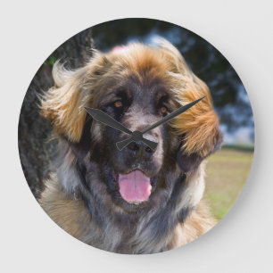Reloj Redondo Grande EE. UU., California. Retrato de Leonberger sentado