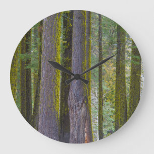 Reloj Redondo Grande EE.UU., California. Troncos de árbol cubiertos po