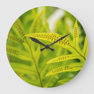 Reloj Redondo Grande EE. UU., Hawái, Isla Grande. Helecho verde tropica