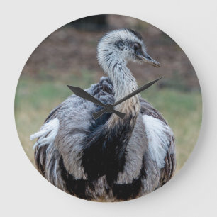 Reloj Redondo Grande Emu joven en el parque de naturaleza