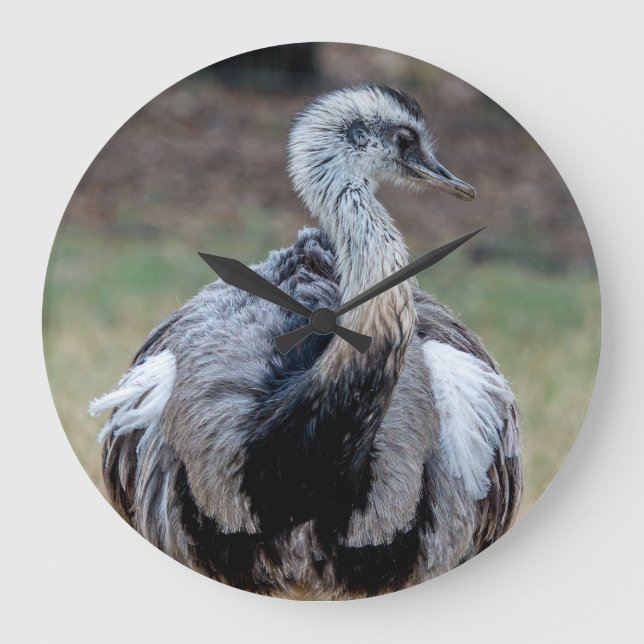 Reloj Redondo Grande Emu joven en el parque de naturaleza (Anverso)