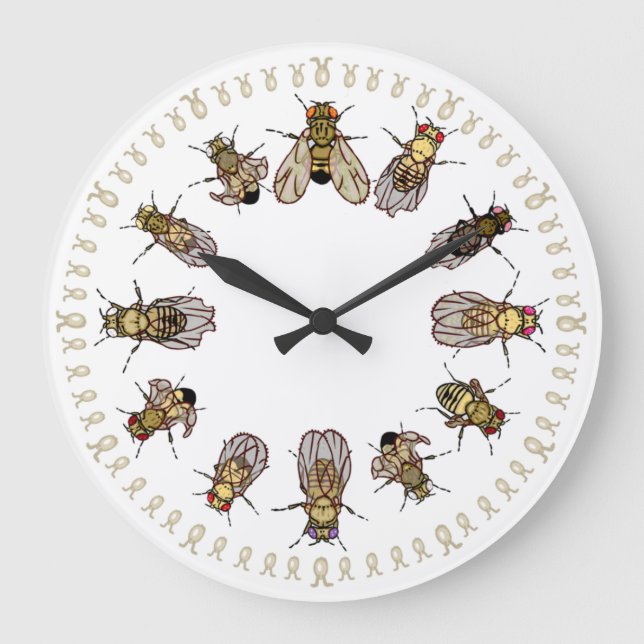 Reloj Redondo Grande ¡Es hora de ordenar Drosophila! (Anverso)