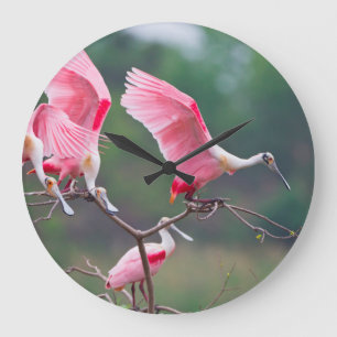 Reloj Redondo Grande Espátulas Rosadas (Ajaia Ajaja) Aterrizando