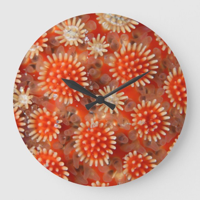 Reloj Redondo Grande Estrella de mar macra (Anverso)