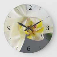 Flor de orquídea blanca