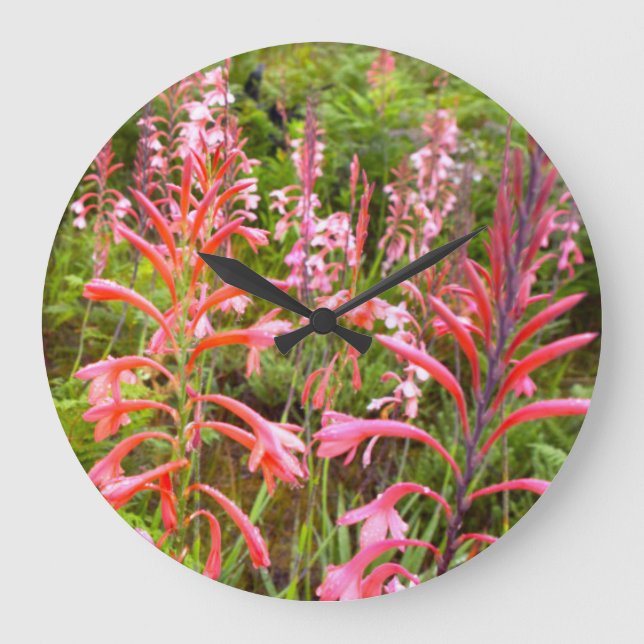 Reloj Redondo Grande Flor del lirio del bugle (Watsonia), Eastern Cape (Anverso)