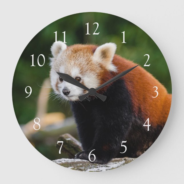 Reloj Redondo Grande Foto de Cute Wild Red Panda (Anverso)