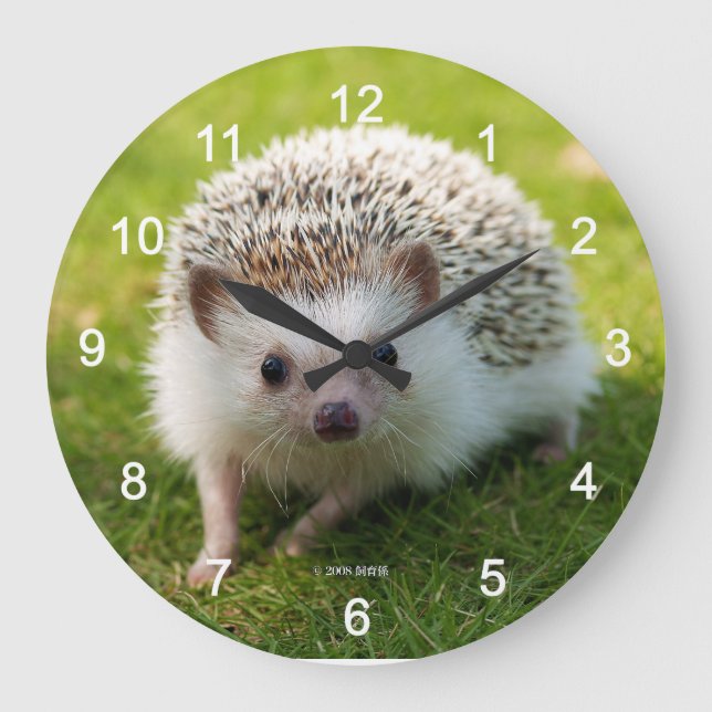 Reloj Redondo Grande Four-toed hedgehog (Anverso)
