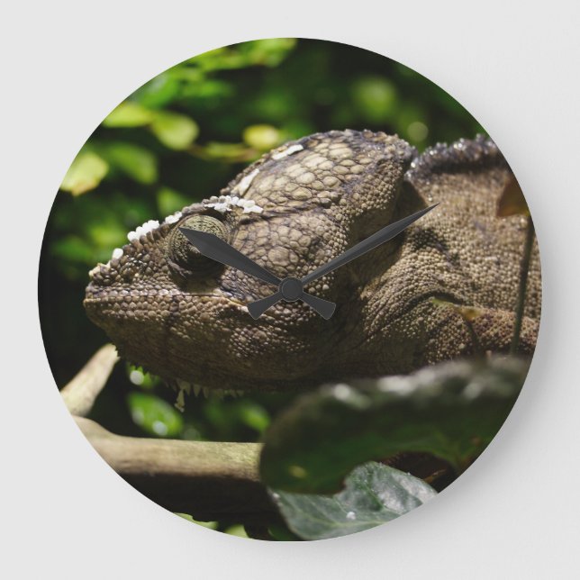 Reloj Redondo Grande Furcifer oustaleti (Anverso)