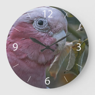 Reloj Redondo Grande Galah