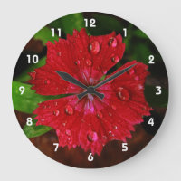 Gotas de lluvia en la bella foto de flores rojas d
