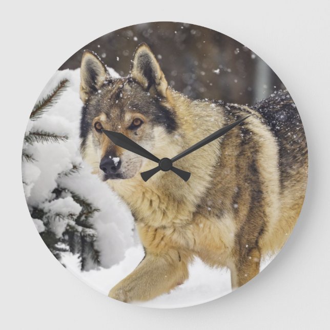 Reloj Redondo Grande Gran Hermoso Lobo Gris Salvaje en la nieve (Anverso)