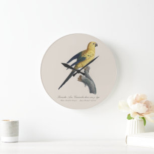 Reloj Redondo Grande Guarouba dans hijos jeune age / Sun parakeet