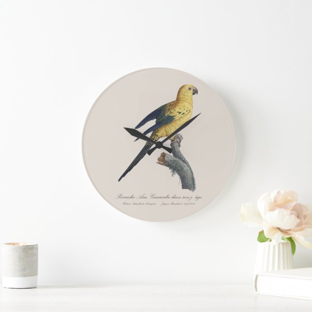 Reloj Redondo Grande Guarouba dans hijos jeune age / Sun parakeet (Hogar)