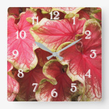 Hojas florales de Caladium arrugado rosa