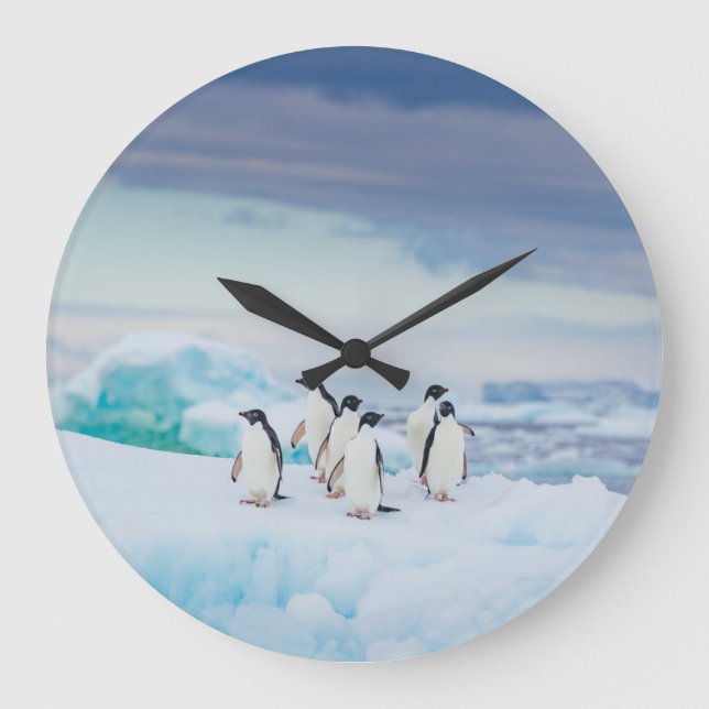 Reloj Redondo Grande Ice & Snow | Adelie Penguins Antarctica (Anverso)
