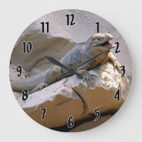 Iguana del rinoceronte
