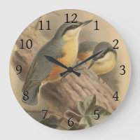 Ilustracion vintage de Nuthatch