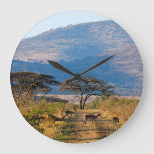 Reloj Redondo Grande Impala (Aepyceros Melampus), Hluhluwe-Umfolozi