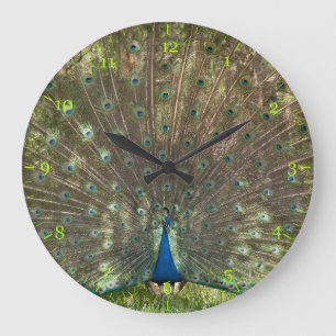 Reloj Redondo Grande Indian peacock peafowl displaying a plumage 