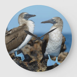Reloj Redondo Grande Islas de las Islas Galápagos, isla de Isabela