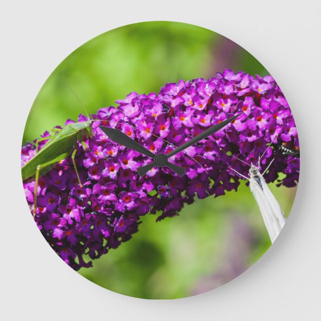 Reloj Redondo Grande katydid energy (Anverso)