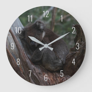 Reloj Redondo Grande Koala durmiendo en un árbol en Australia