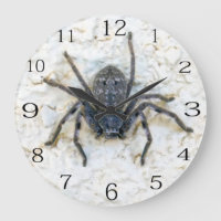 La gran araña cazadora femenina,