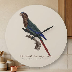 Reloj Redondo Grande La Perruche Ara, una especie de garganta