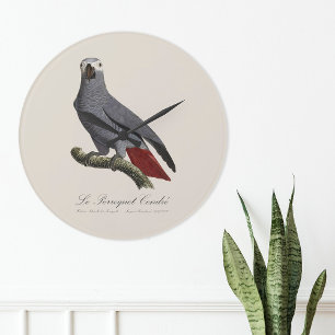 Reloj Redondo Grande Le Perroquet Cendre - ilustracion del siglo XIX