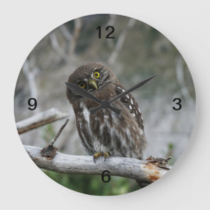 Reloj Redondo Grande Lechuza pigmea del norte