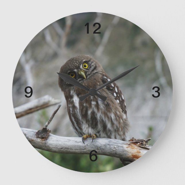 Reloj Redondo Grande Lechuza pigmea del norte (Anverso)