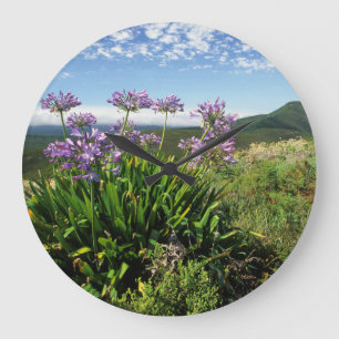 Reloj Redondo Grande Lirio africano (Agapanthus praecox), Mossel Bay