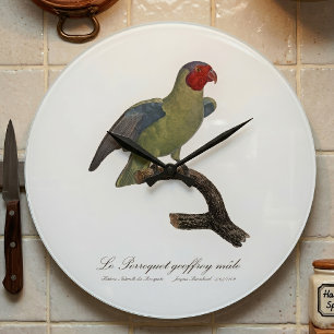 Reloj Redondo Grande Loro carirrojo macho, Geoffroyus geoffroyi