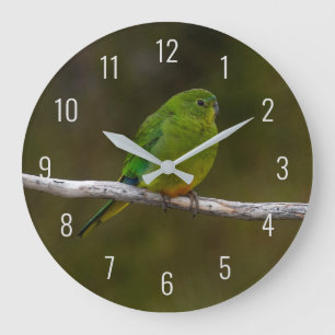 Reloj Redondo Grande Loro de vientre naranja raro Australia
