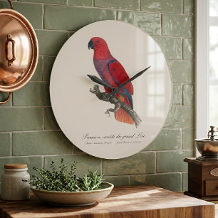 Reloj Redondo Grande Loro Eclecto de Vosmaer, Eclectus Roratus Vosmaeri