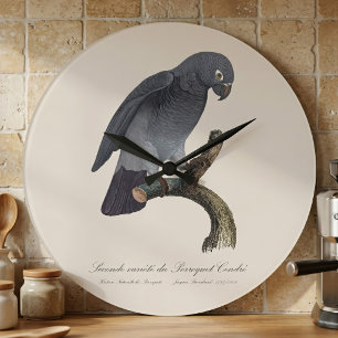 Reloj Redondo Grande Loro Gris Africano Timneh / Timneh African grey pa
