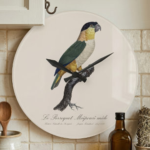 Reloj Redondo Grande Loro Maipouri / Loro de cabeza negra 