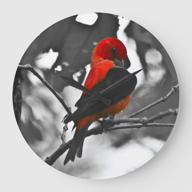 Reloj Redondo Grande Male Scarlet Tanager (Anverso)