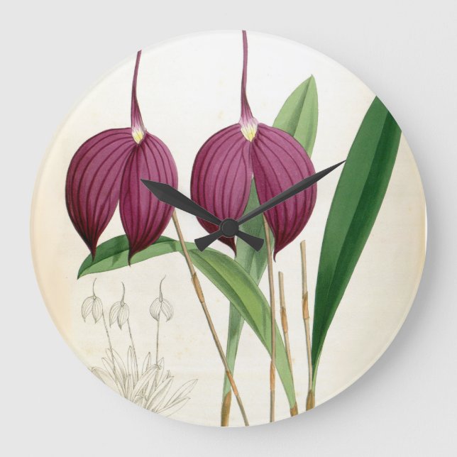 Reloj Redondo Grande Masdevallia Harryana (Anverso)