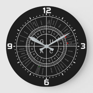 Reloj Redondo Grande mRNA a la RUEDA del CODÓN del AMINOÁCIDO