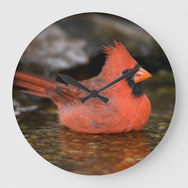Reloj Redondo Grande Northern Cardinal male bathing (Anverso)