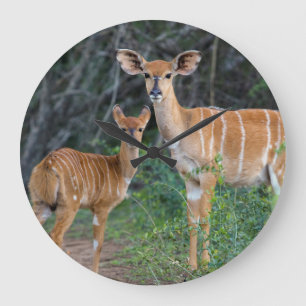 Reloj Redondo Grande Nyala (Tragelaphus Angazii) con los jóvenes, Ndumo